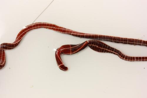 Fig. 5: Tubulanus superbus (K&ouml;lliker, 1845) (Bilder: Alice Scherges, 2015)